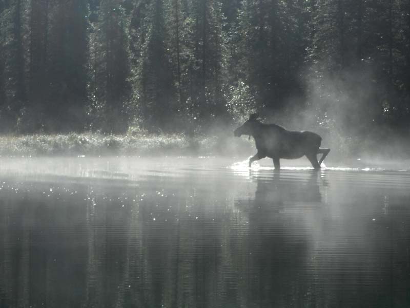 Northern British Columbia Moose Hunting