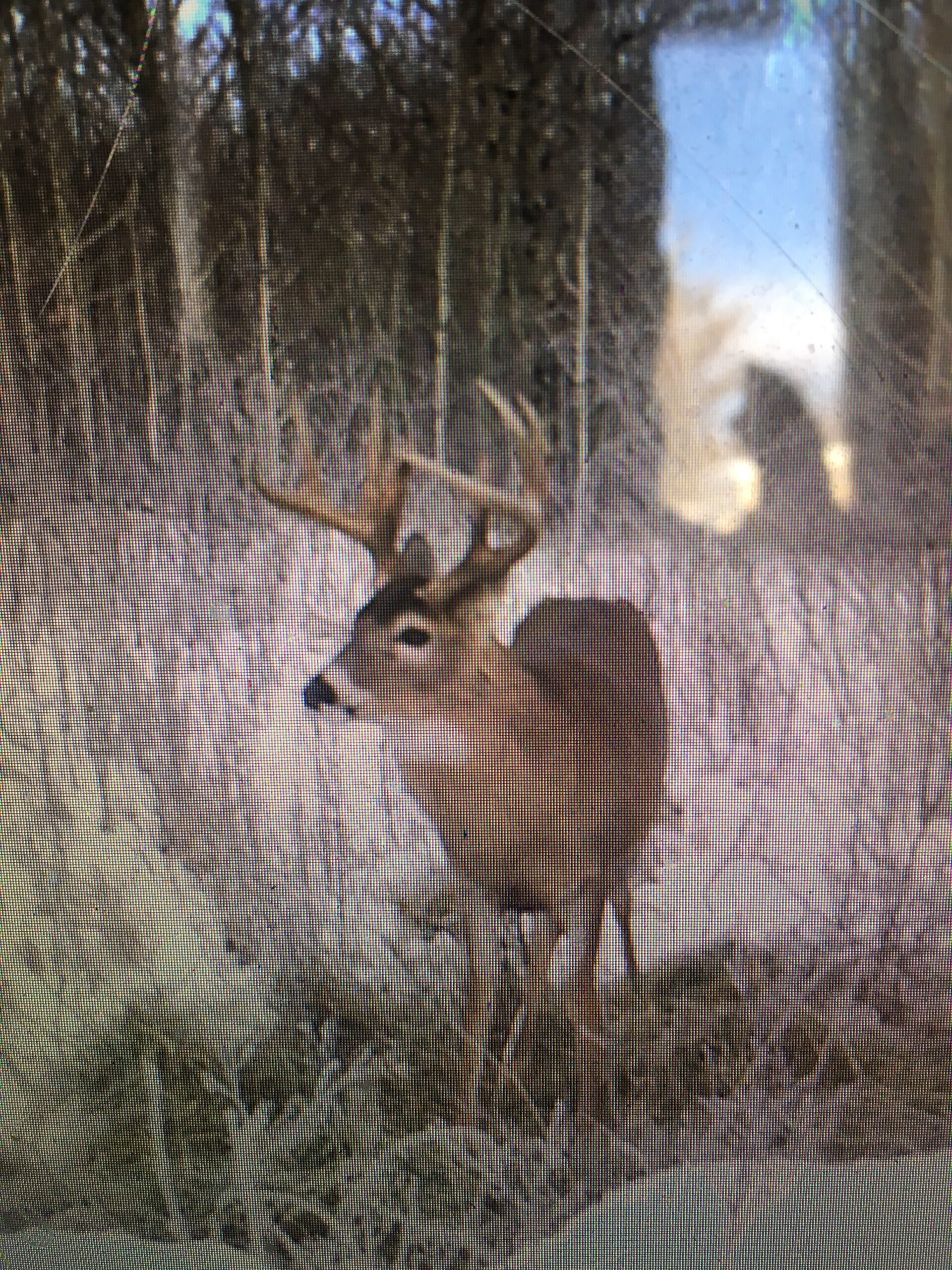 Saskatchewan Whitetail Outfitters |Guided Deer Hunting & Outfitters