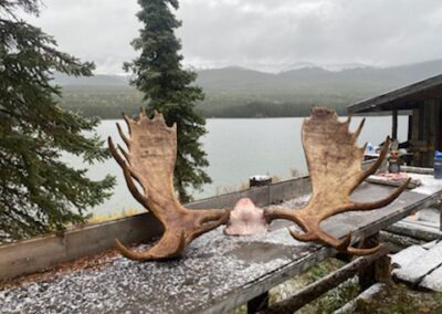 Moose Antlers BC
