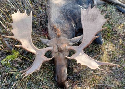 Big Bull Trophy Hunt BC