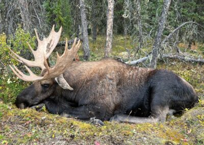 Big Bull Moose British Columbia