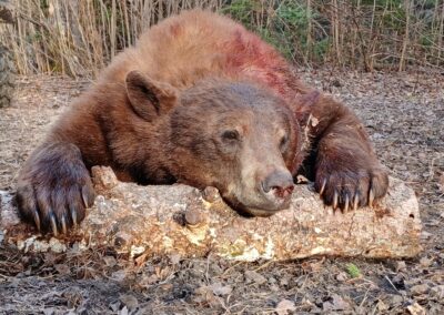 SK Black Bear Hunting Saskatchewan