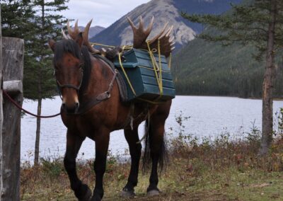 Moose Hunting Packing Out