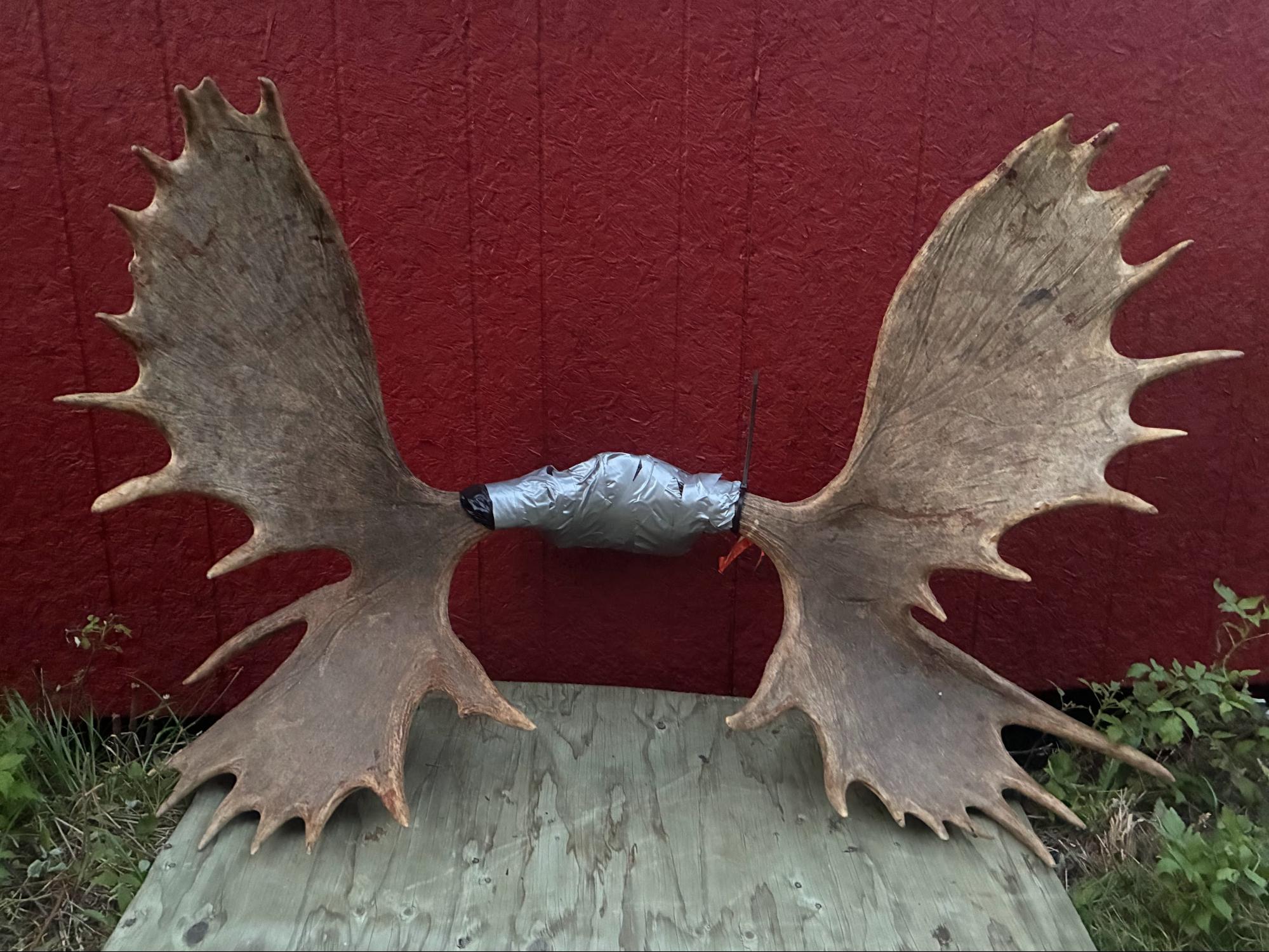 saskatchewan black bear hunting