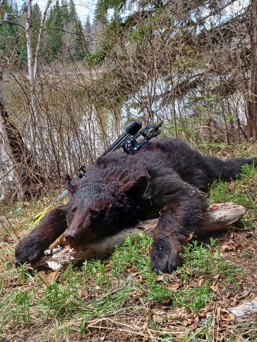 Bear Hunting Saskatchewan