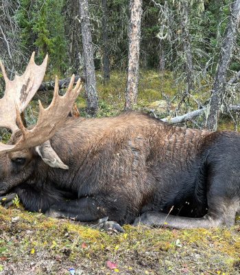 Big BC Moose Hunt