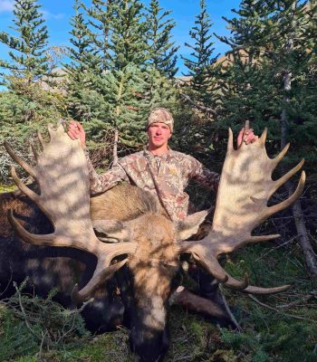 Big Bull Moose