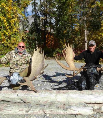 BC Moose Hunting Guide