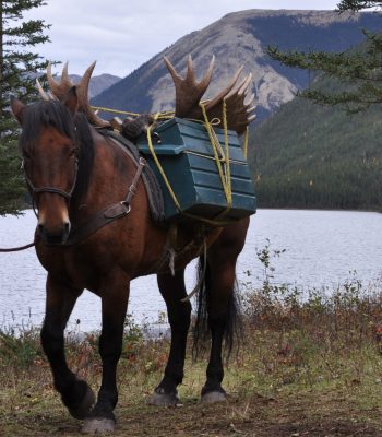 Packing Out Moose Hunting BC